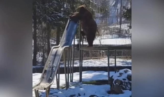 Çocuklar Gibi Şen... İnsanların Yokluğunu Fırsat Bilen Ayı Parkta Oynadı