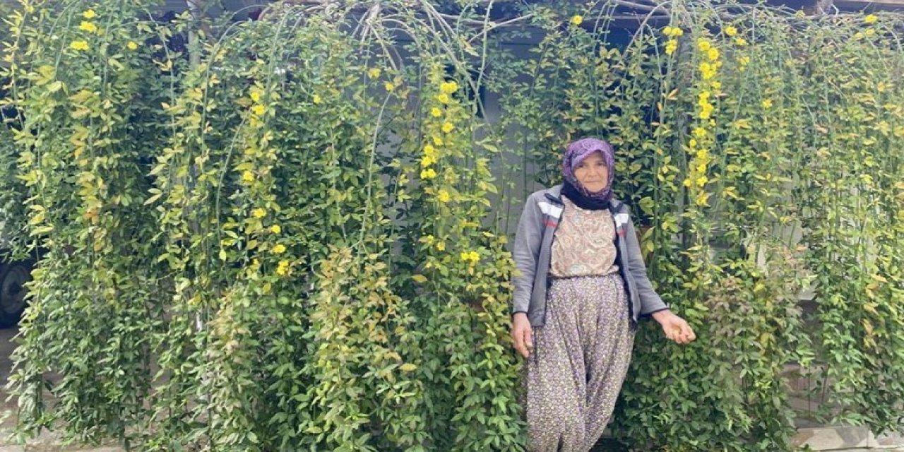 Üzerinde Tek Bir Yaprak Bile Olmayan Ağaç Ocak Ayında Yeniden Meyve Verdi: Köylü "71 Yaşındayım Böyle Bir Şey Görmedim" Dedi