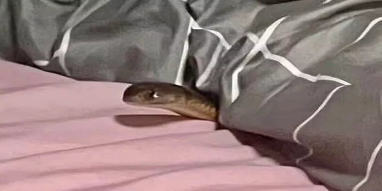 Avustralya'da bir kadın yatağında uyurken en ölümcül zehirli bir yılan tarafından ısırıldı:Fotoğrafını çekmeyi başardı...
