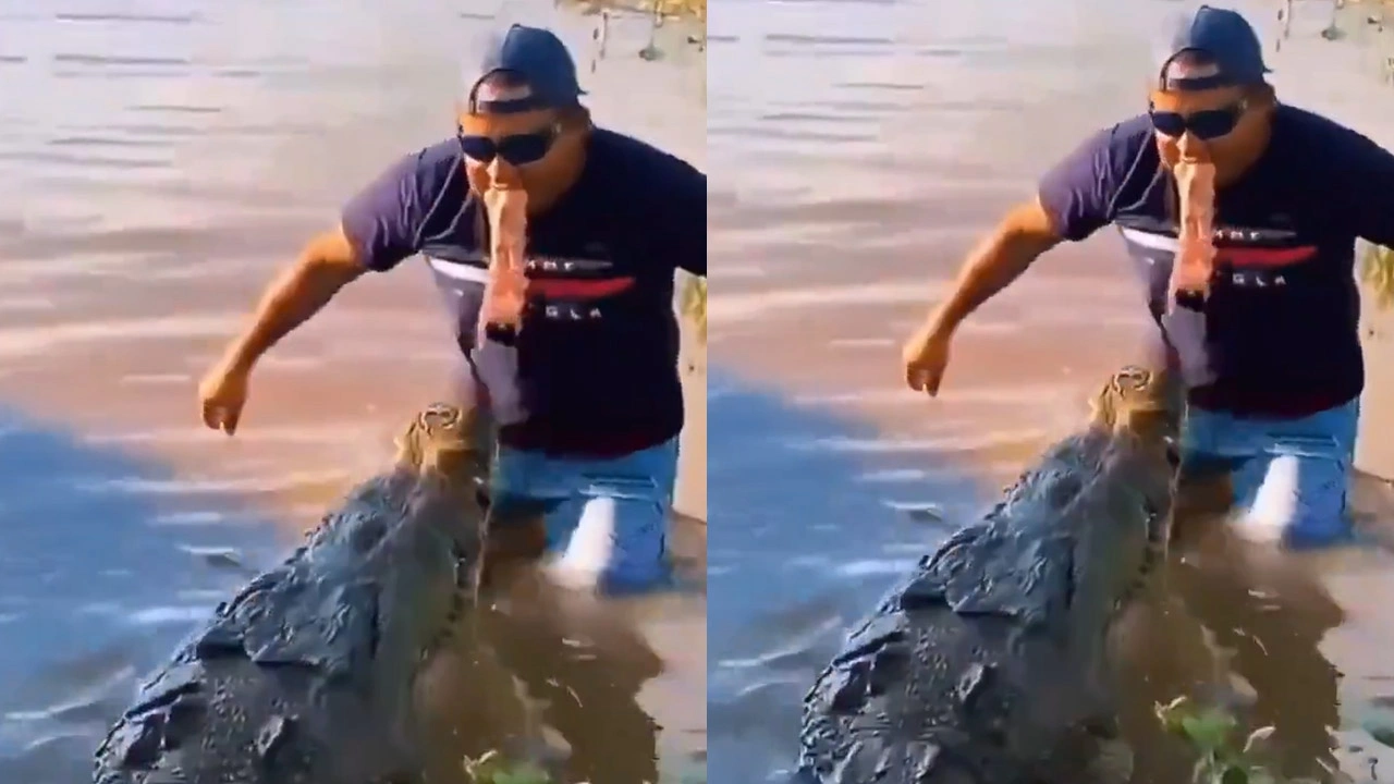 Timsahı Burun Burunayken Besledi; Ürküten Anlar Kamerada...