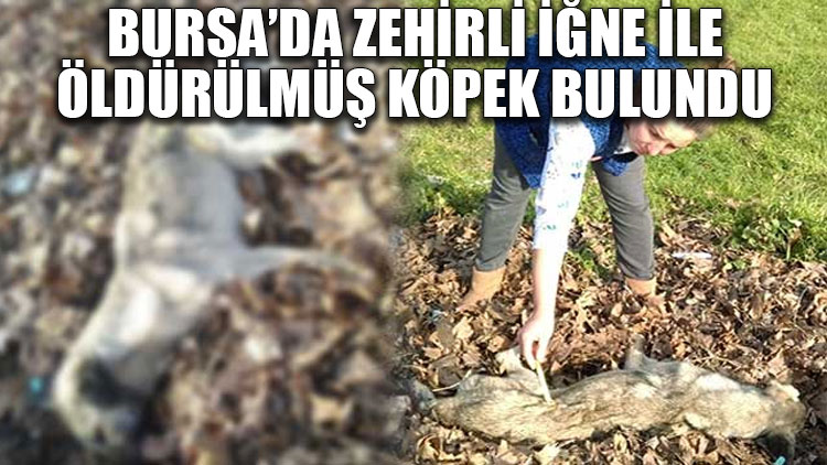 Bursa’da zehirli iğne ile öldürülmüş köpek bulundu