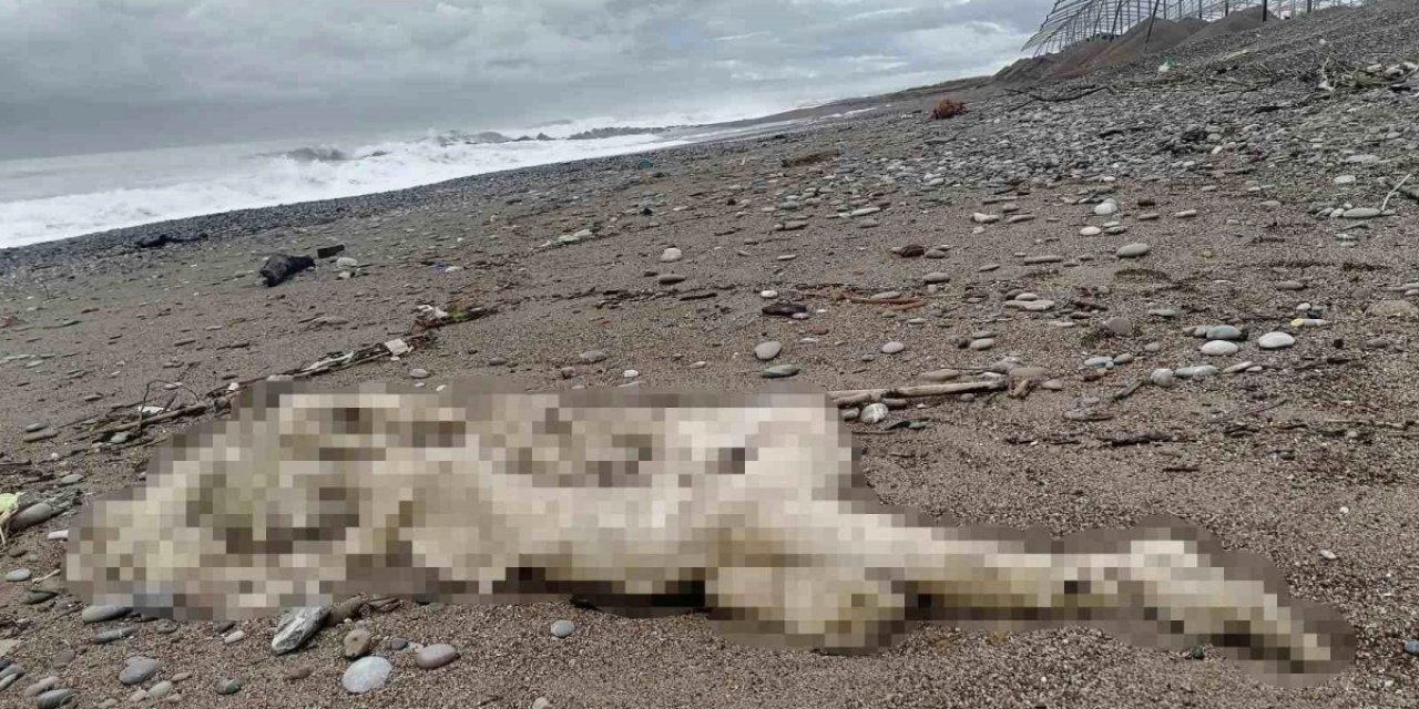 Sahilde Korkunç Görüntü: Çürümüş Cesetle Karşılaştılar