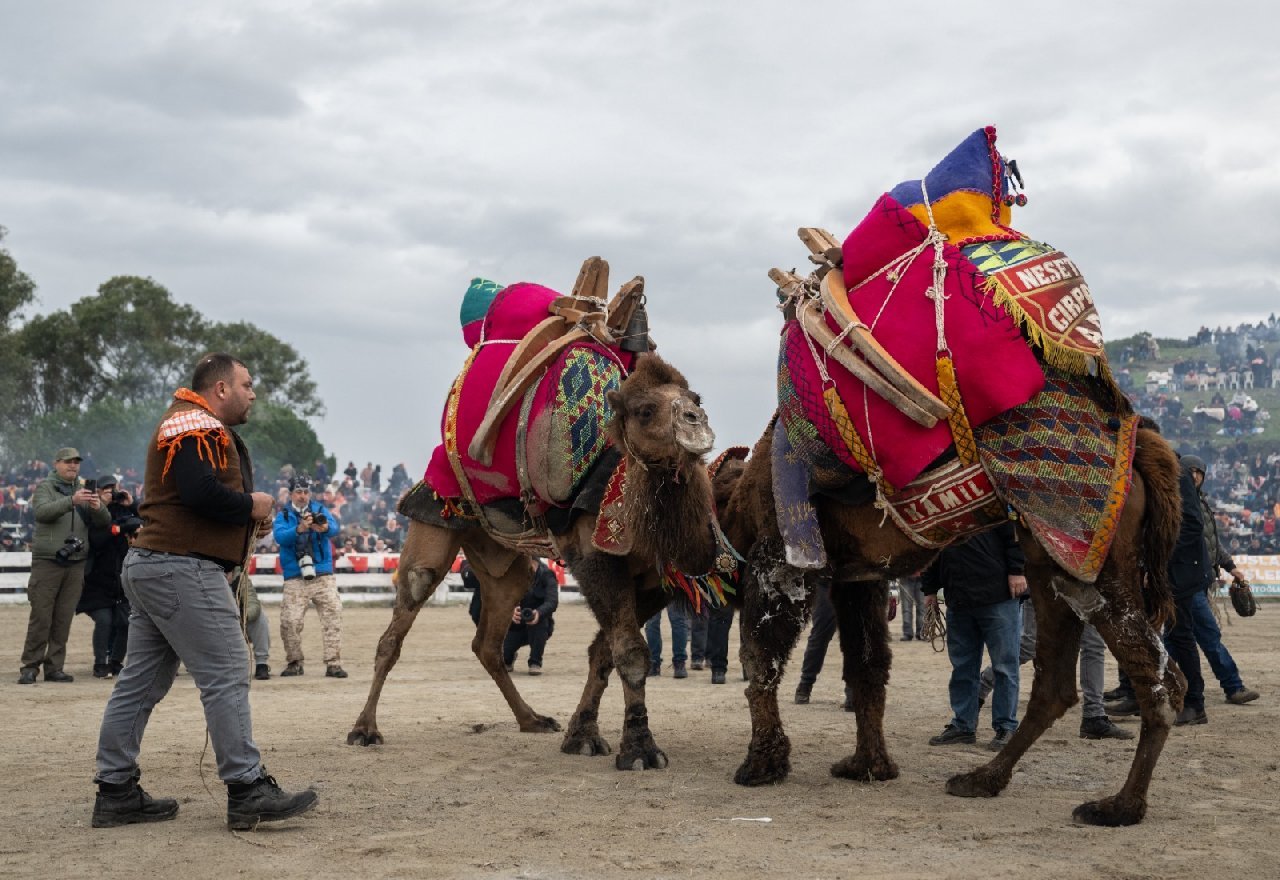 42. Efes Selçuk Deve Güreşleri Festivali yapıldı: Görüntüler Kameralara Böyle Yansıdı