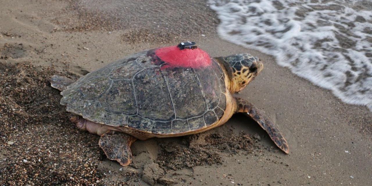 Datça'da Sahilde Yaralı Caretta Caretta Bulundu