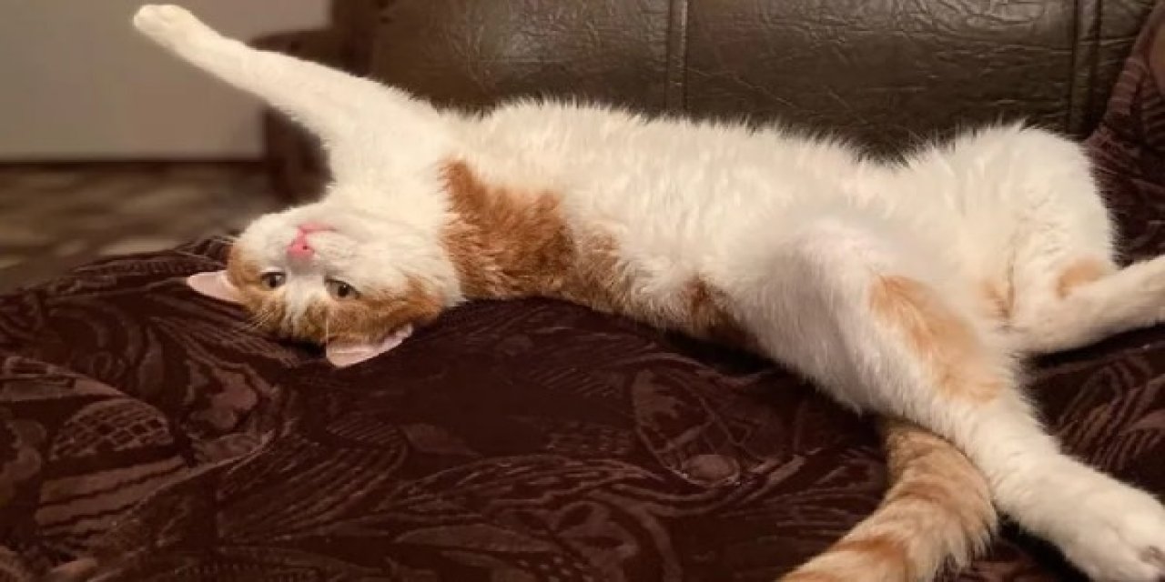 Kedi Tviks Ameliyat Sonrası Trende Kafesinden Kaçtı. -30'da Trenden Atıldı. 5,000 Kişi Aradı, Acı Haber Gecikmedi