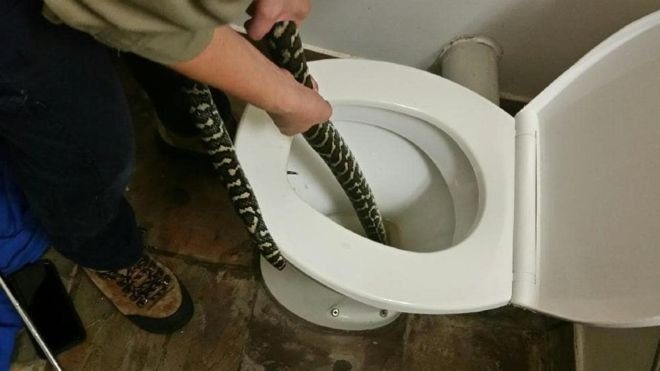 Tuvalette piton dehşeti! 1.5 metrelik yılan saldırdı