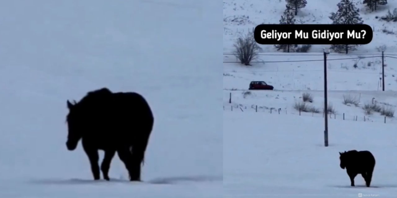 'Karda Yürüyen At' Videosu Sosyal Medyayı İkiye Böldü: Sizce Bu At Geliyor Mu Gidiyor Mu?