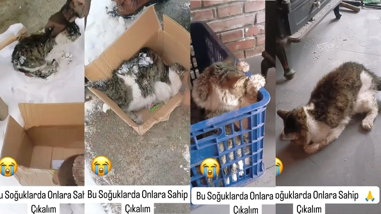 Yürekleri Isıttı; Soğuktan Donmak Üzere Olan Kediyi Son Anda Kurtardı