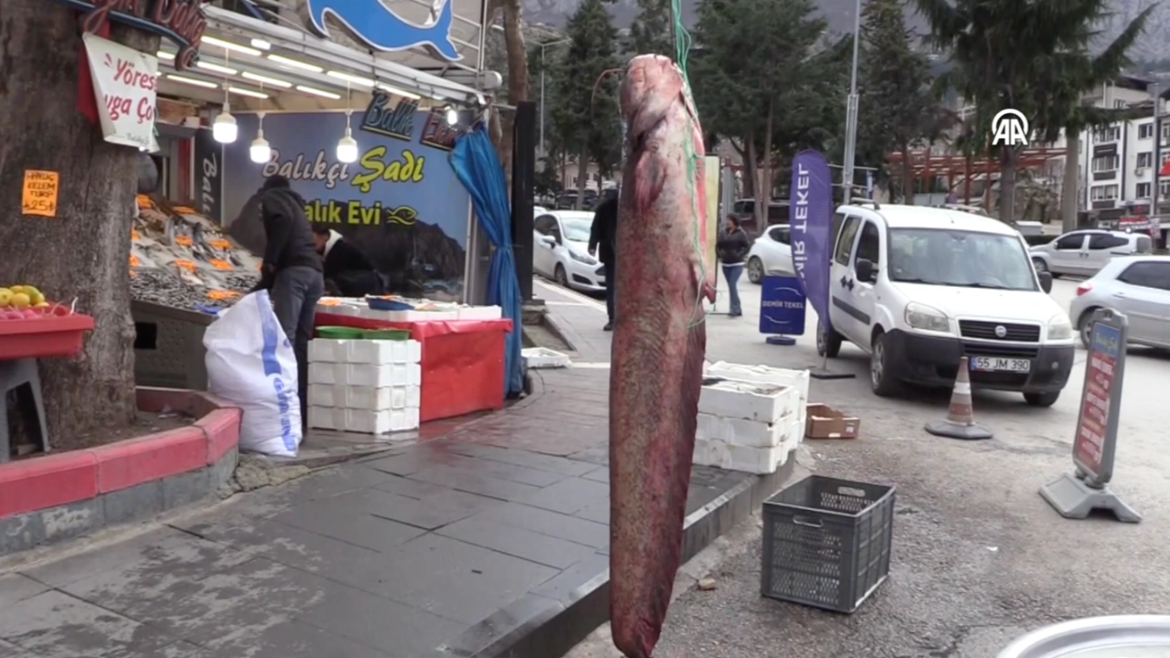 Amasya'da Yakalandı; Tam 2 Metre 20 Santim Boyunda...