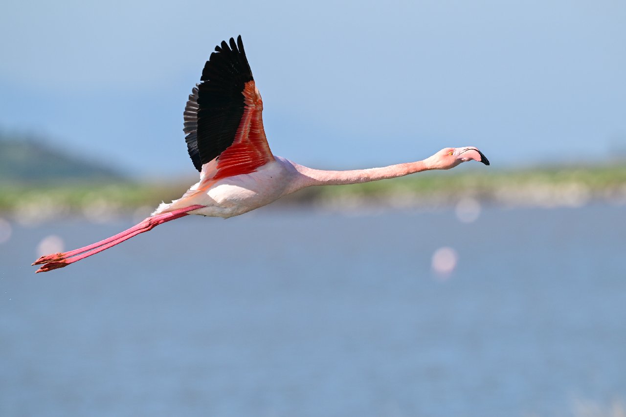 İzmir'de Kuş Cenneti