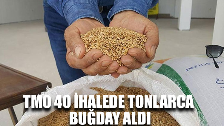 TMO 40 ihalede tonlarca buğday aldı