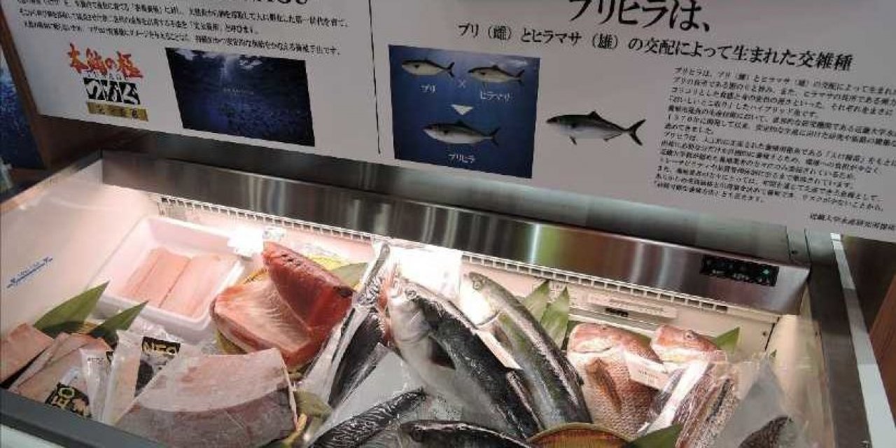 Japon Balıkçılık Devi Kyokuyo, Türk Şirketin Yüzde 51'ini Satın Aldı