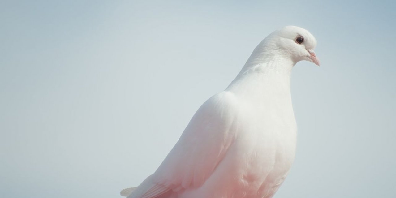 Casus sanılan güvercin 8 ay hapis yattıktan sonra serbest bırakıldı