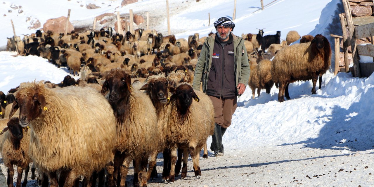 Göç Etmeyen Tek Köy Bir Mucizeye İmza Attı: Norduz Koyununun Neslini Kurtardı!