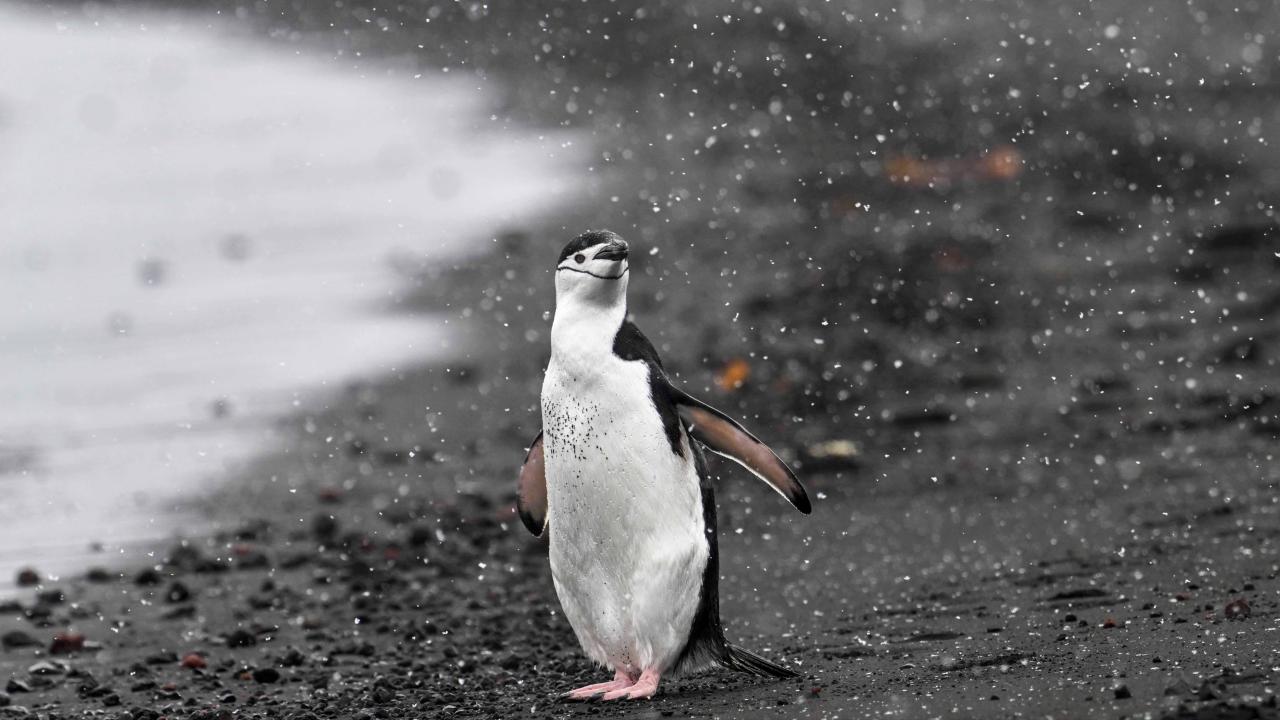 Antarktika'dan Avustralya'ya giden penguen şaşkınlık yarattı