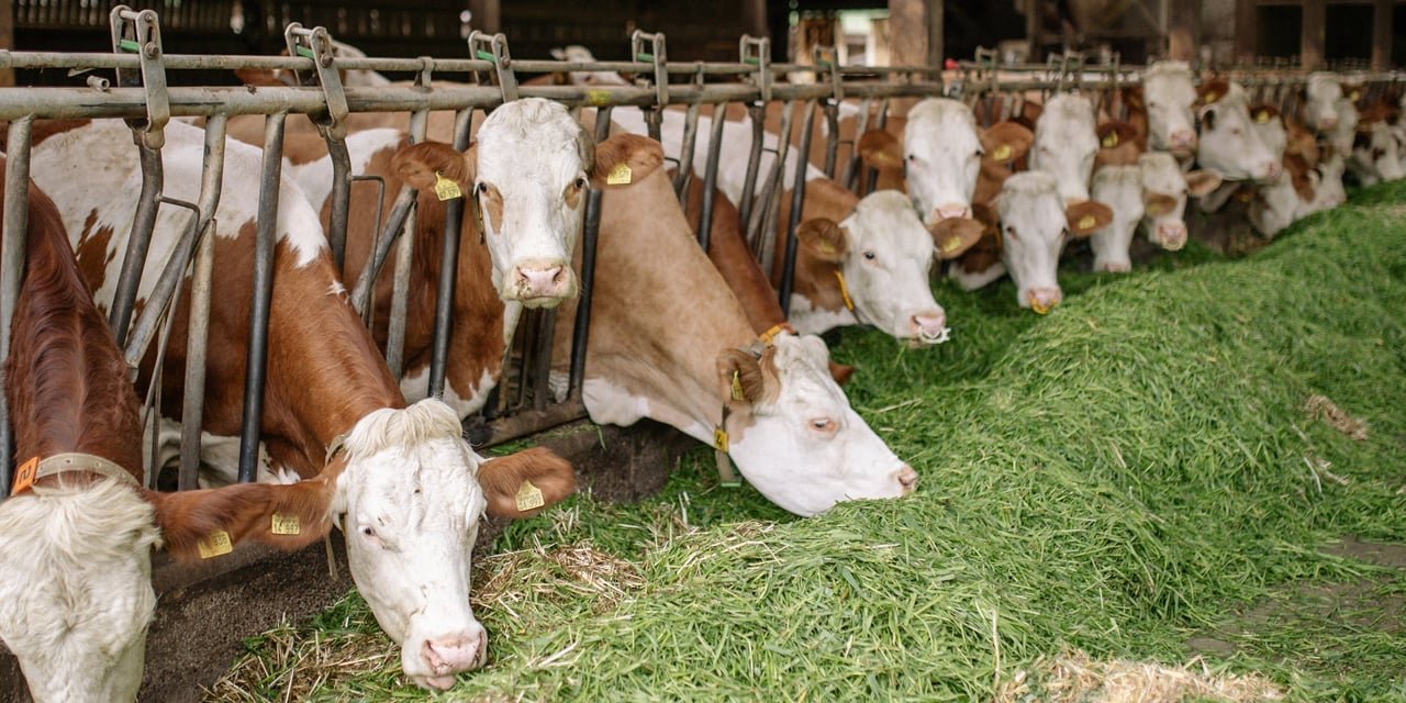 2023'te Türkiye'deki Büyükbaş Ve Küçükbaş Hayvan Sayılarında Azalma Yaşandı. Sektörün Yaşadığı Değişimlere İşaret Etmekte