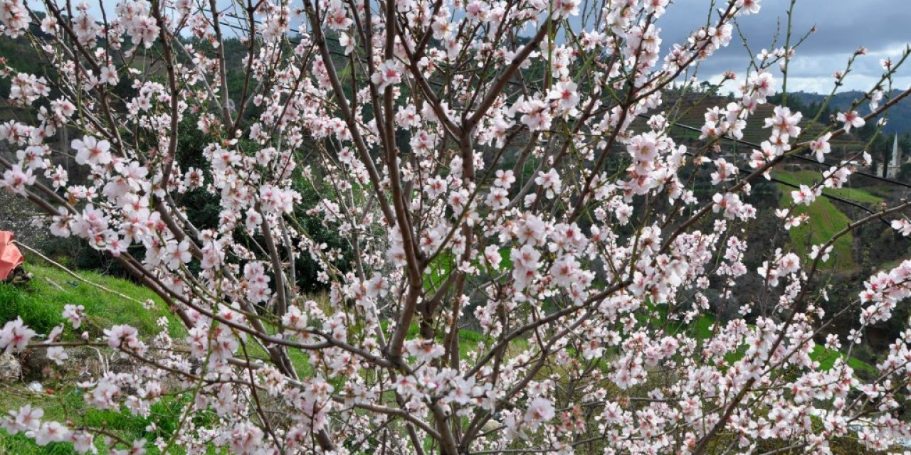 Bahar Erken Geldi! Ağaçların Çiçek Açtığını Görenler Şaştı Kaldı!