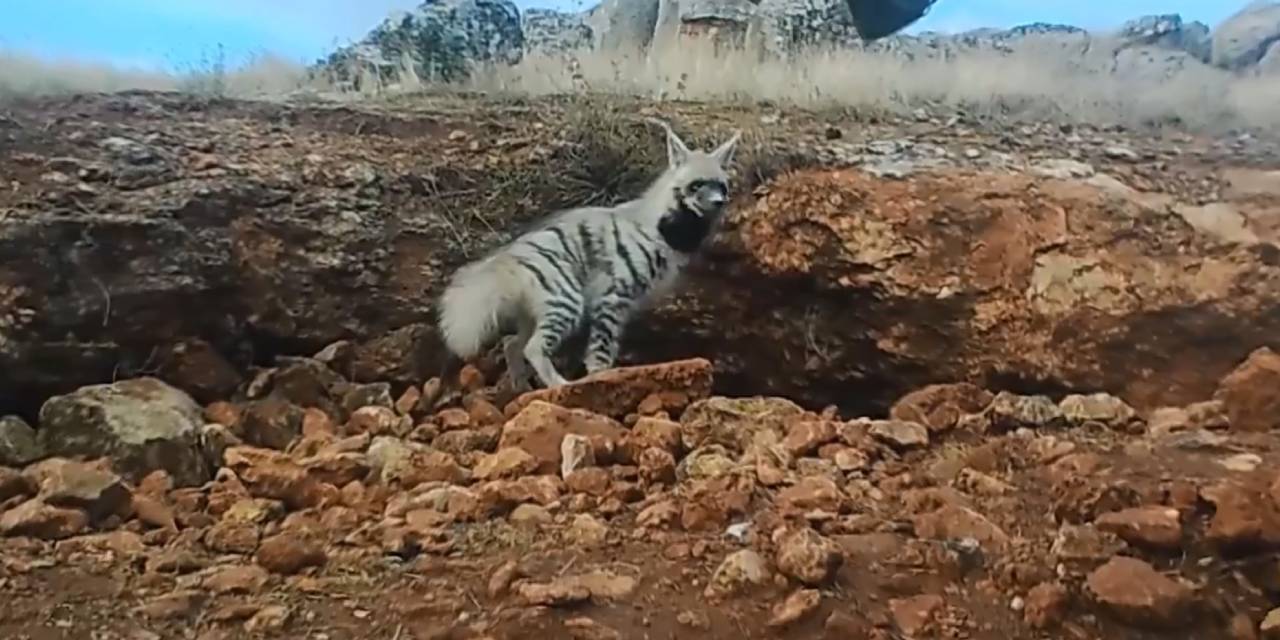 Nadir görülen 'çizgili sırtlan' fotokapanla görüntülendi