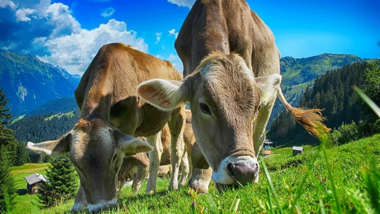 Bozuk et skandalından sonra Polonya'da bir et krizi daha!