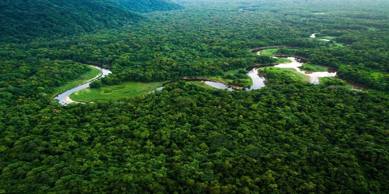Amazon Ormanları'nın Yarısı Yok Olabilir!