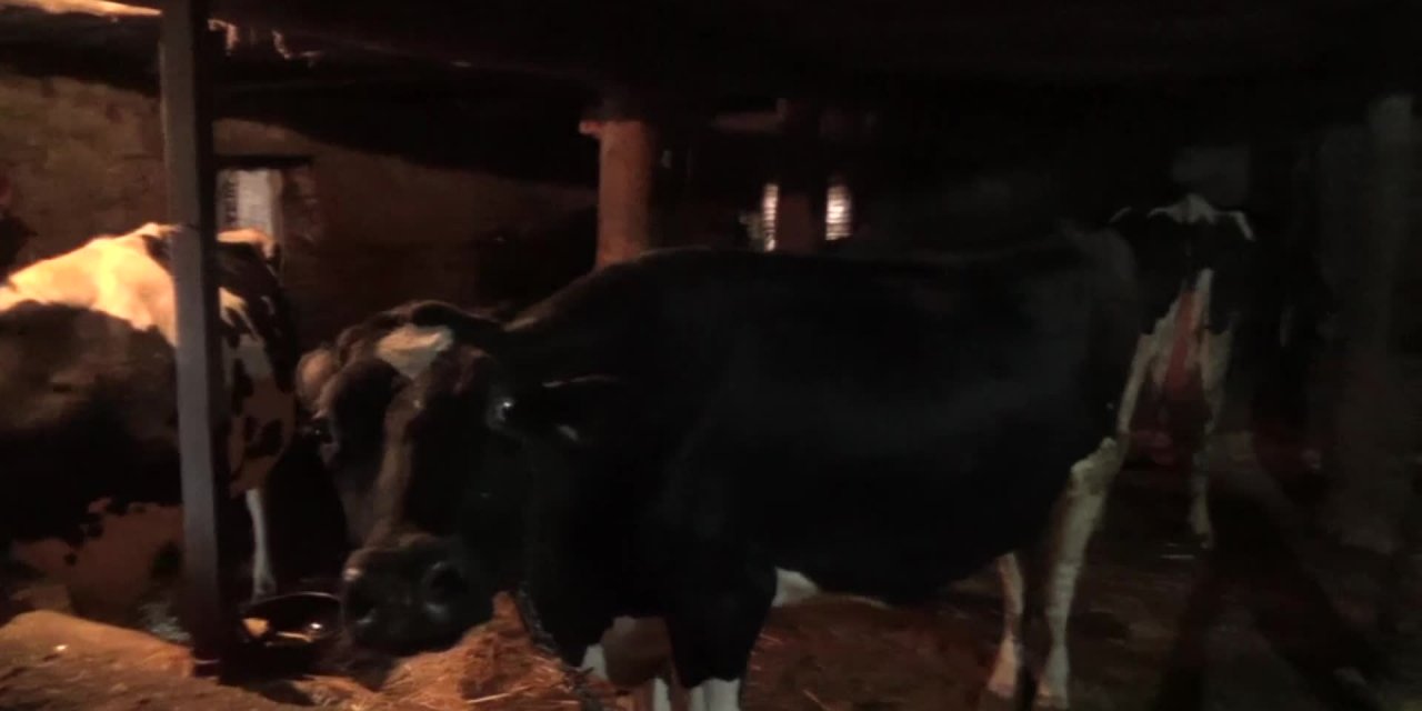 Süt Üreticisi Perişan! Hayvancılık Bitmek Üzere