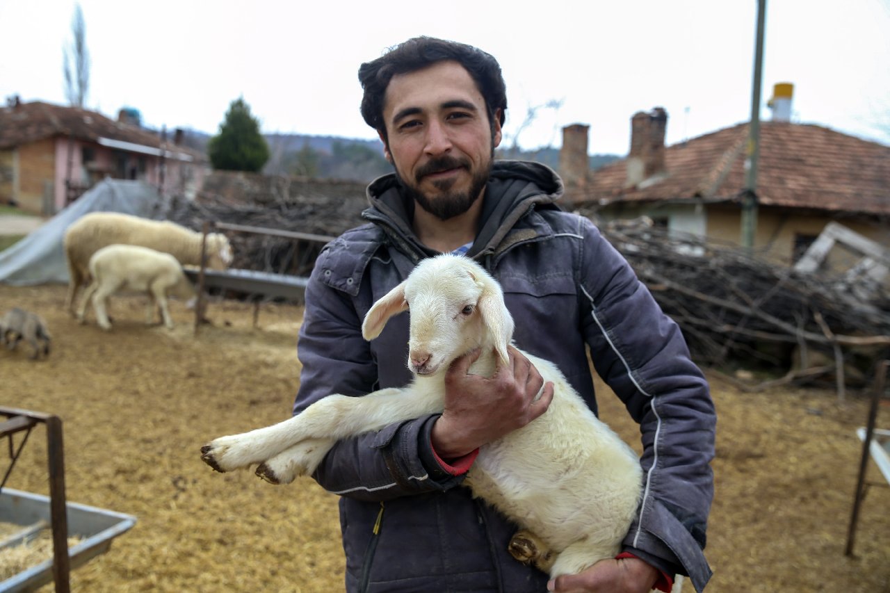 Üniversite Mezunu Genç Çiftçi Koyun Yetiştiriciliği Yapıyor
