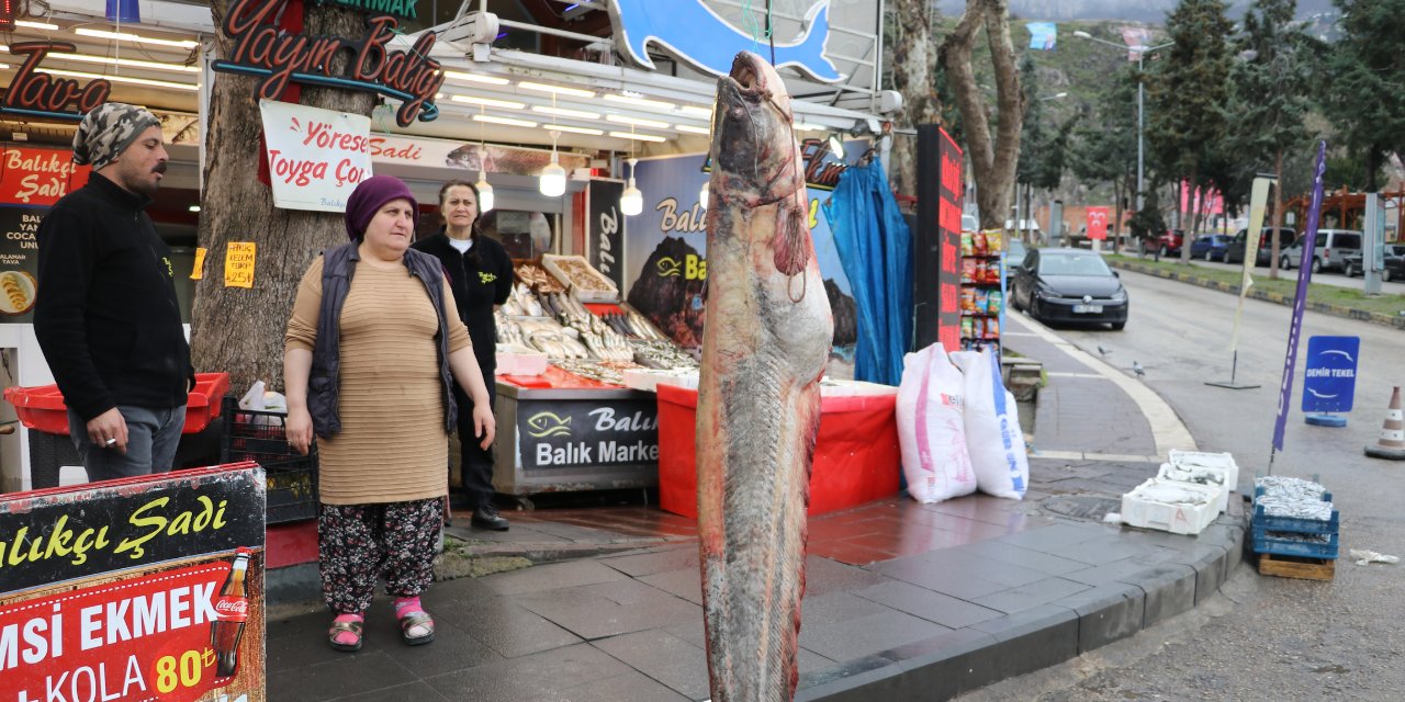 Amasya'da 2 Metre Boyunda Yayın Balığı Avlandı