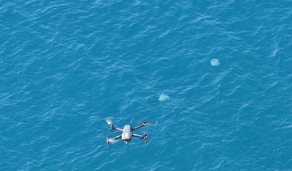Antalya kıyılarında dron ile görüntülendi. Her biri şemsiye büyüklüğünde! Bakın bunlar neymiş