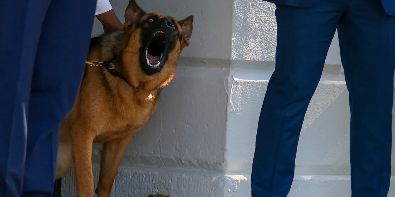 Biden'ın Köpeği 24 Gizli Servis Personelini Isırmış