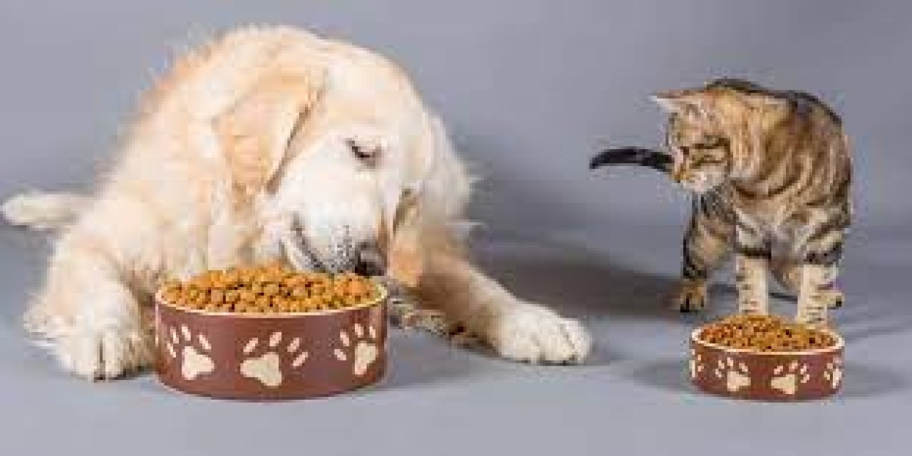 Kediler köpek maması yiyebilir mi, köpekler de kedi maması yiyebilir mi? Çapraz beslemenin tüm artıları ve eksileri