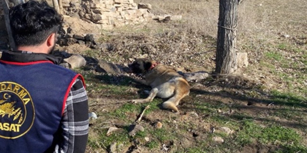 Hayvana Eziyet Sürüyor! Köpek Dövüştüren 9 Kişi Yakalandı
