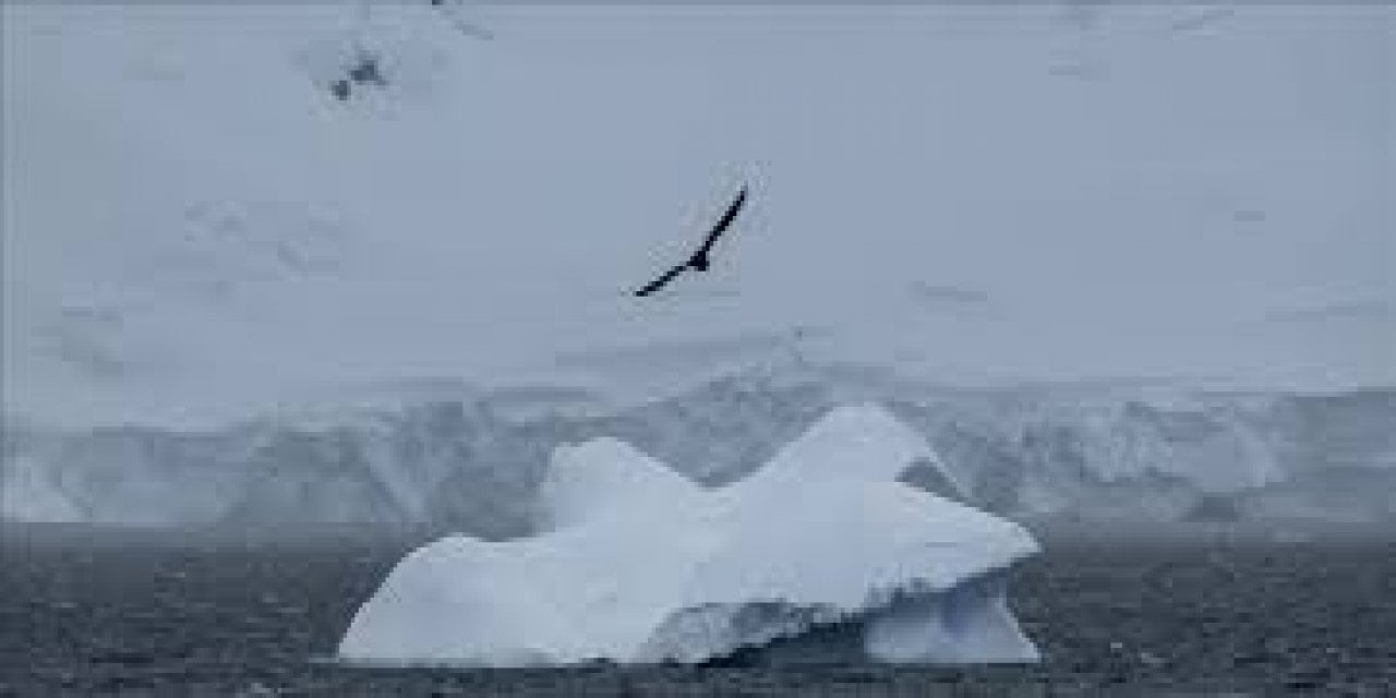Dünyanın En Uzak Köşesi de Güvende Değil: Antarktika'da İlk Kuş Gribi Vakası Endişe Veriyor!