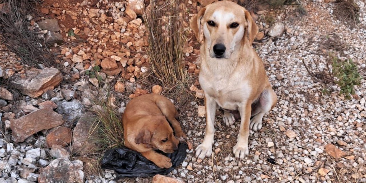 Alanya'da Vahşet:  Yavru Köpeklerin Kulaklarını Kesip Terk Etmişler!