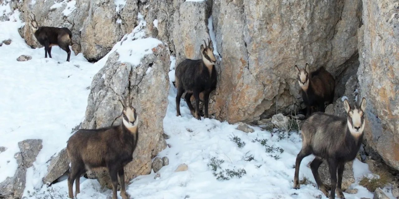 Karlı Dağların Sıradışı Sakinleri: Nesli Tükenmekte Olan Çengel Boynuzlu Keçiler Erzincan'da Ortaya Çıktı