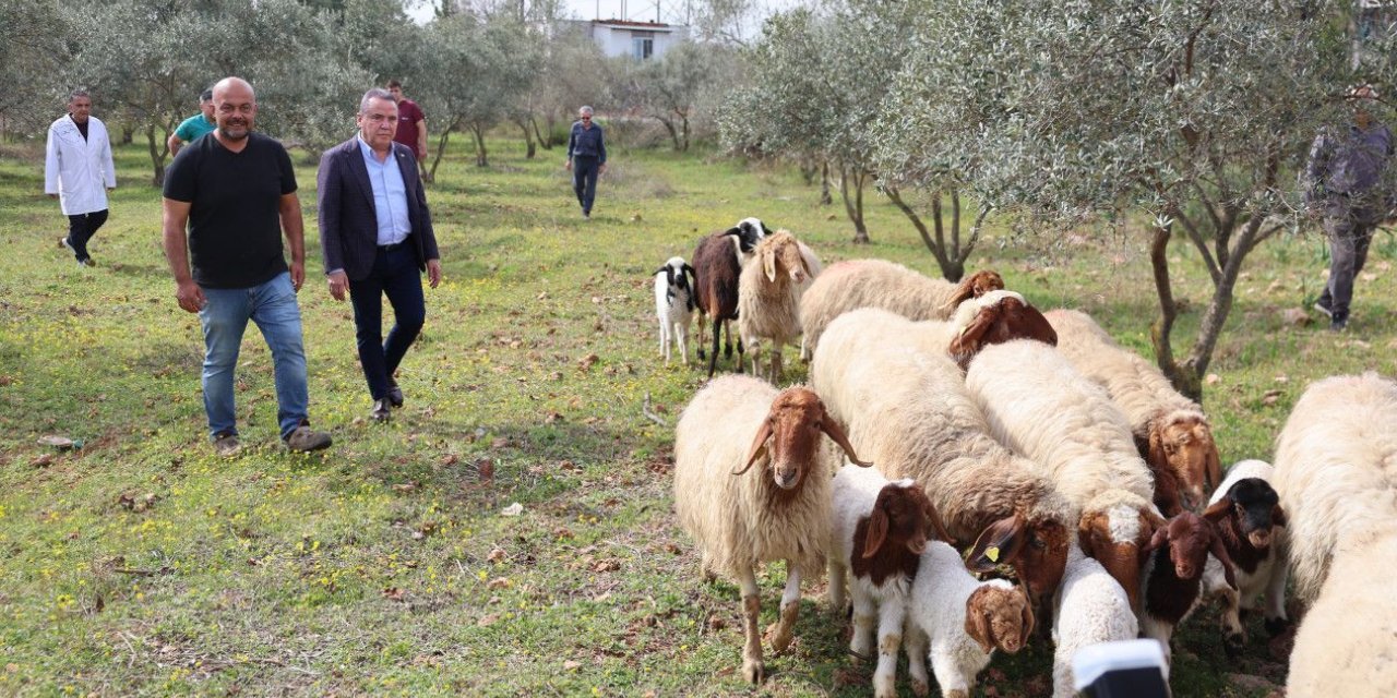 Belediye Başkanından Çiftçiye 10 Koyun, 10 Kuzu Hediyesi