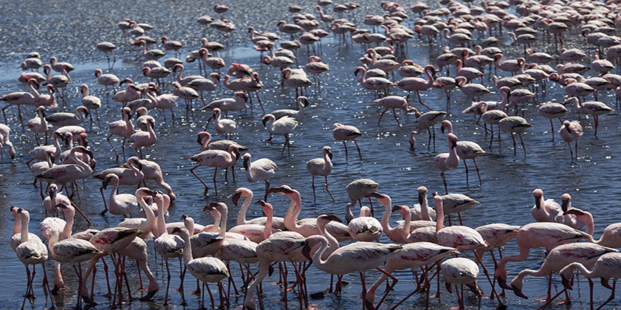 Kış Sıcak Geçti, Flamingolar Erkenden Geldi