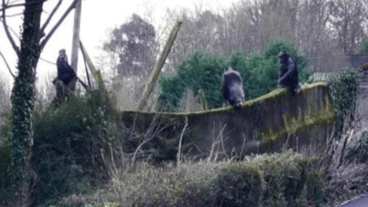 Şempanzeler hayvanat bahçesinden merdiven yaparak kaçtı!