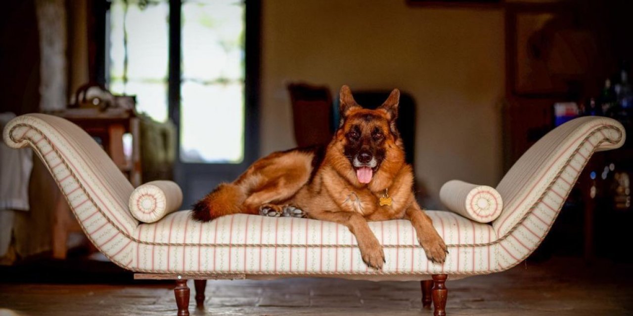 Bahamalar'da bir villa, bir yat ve büyük bir servet: Dünyanın en zengin köpeğinin zenginliğinin arkasındaki sır