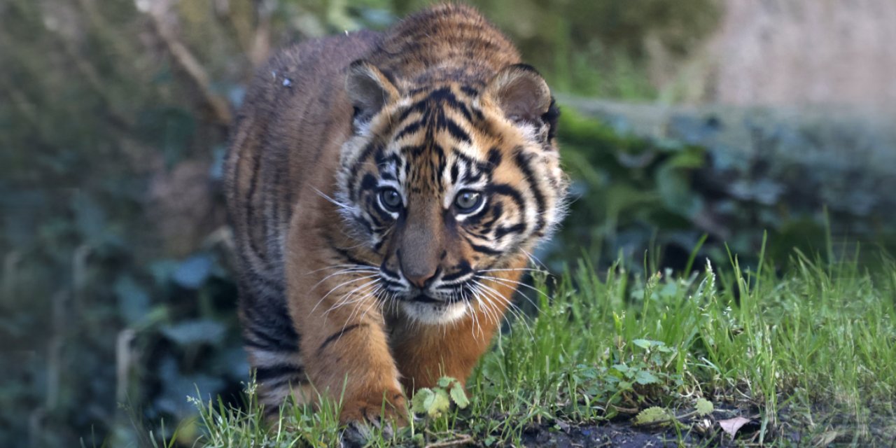 Yavru Sumatra Kaplanı İlk Kez Ziyaretçilerle Buluştu