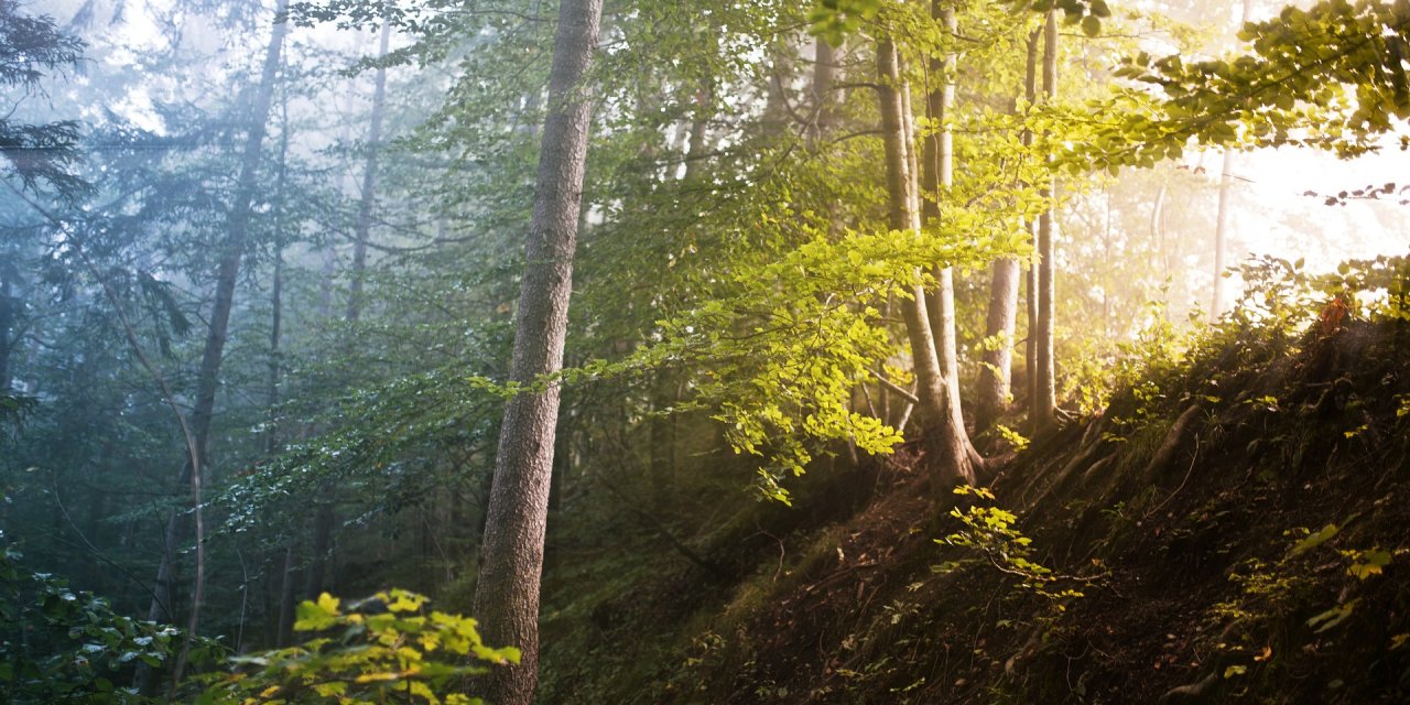 Zamanda Yolculuk: Dünyanın En Eski Ormanı Keşfedildi