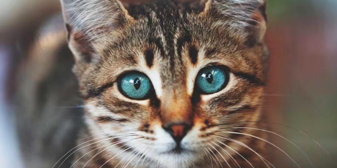 Neden Bir Kedinin Gözlerine Uzun Süre Bakamazsınız?