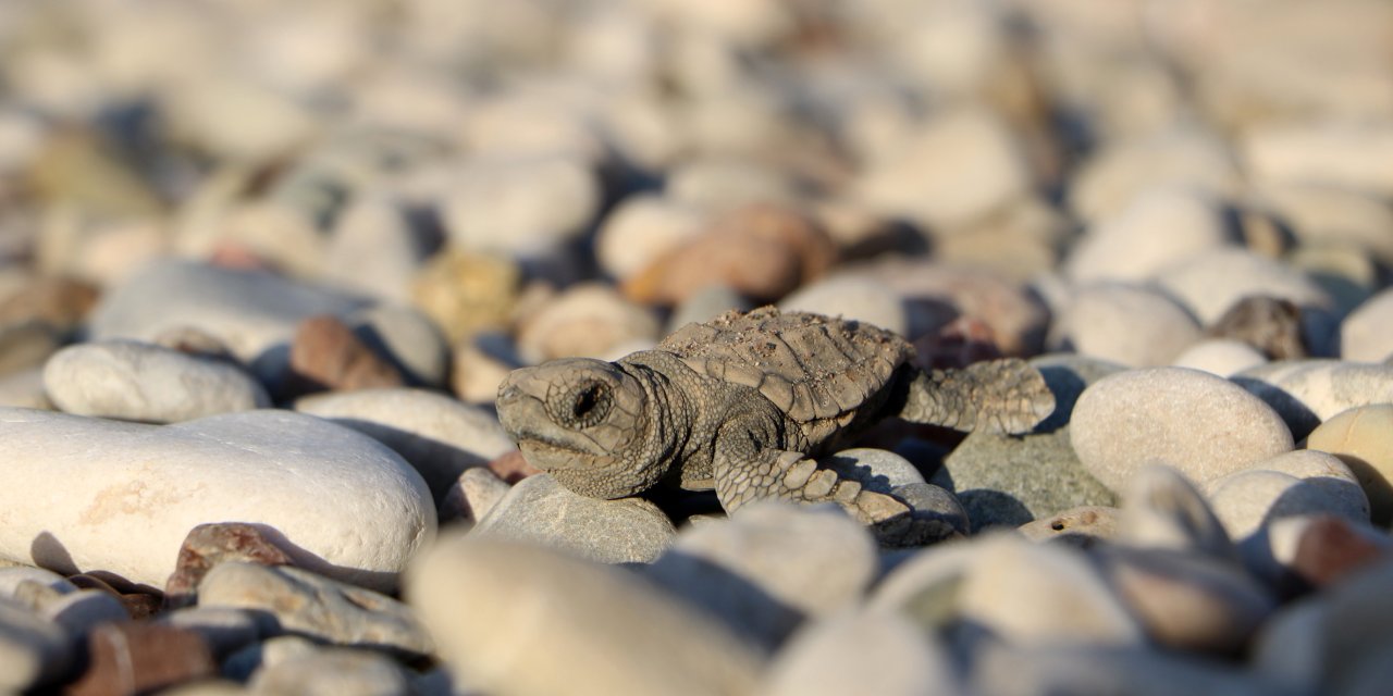 Deniz Kaplumbağaları İçin Önlem: 3.500'den Fazla Yavru İçin Yuva Yapılacak