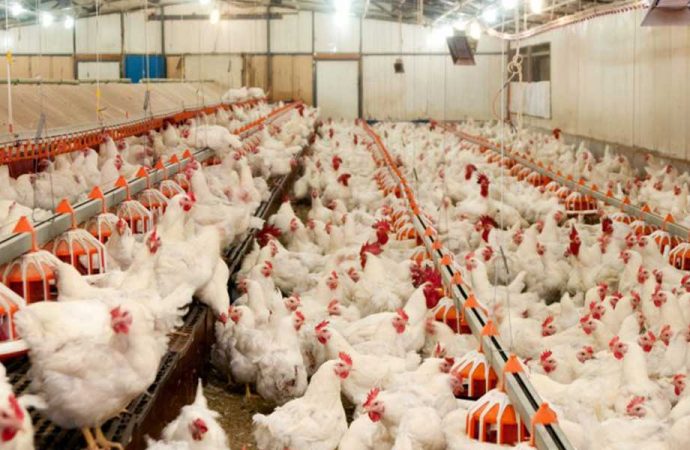 Türkiye'nin ve dünyanın en büyük tavuk üreticilerinden biriydi! 44 yıllık şirket satılıyor