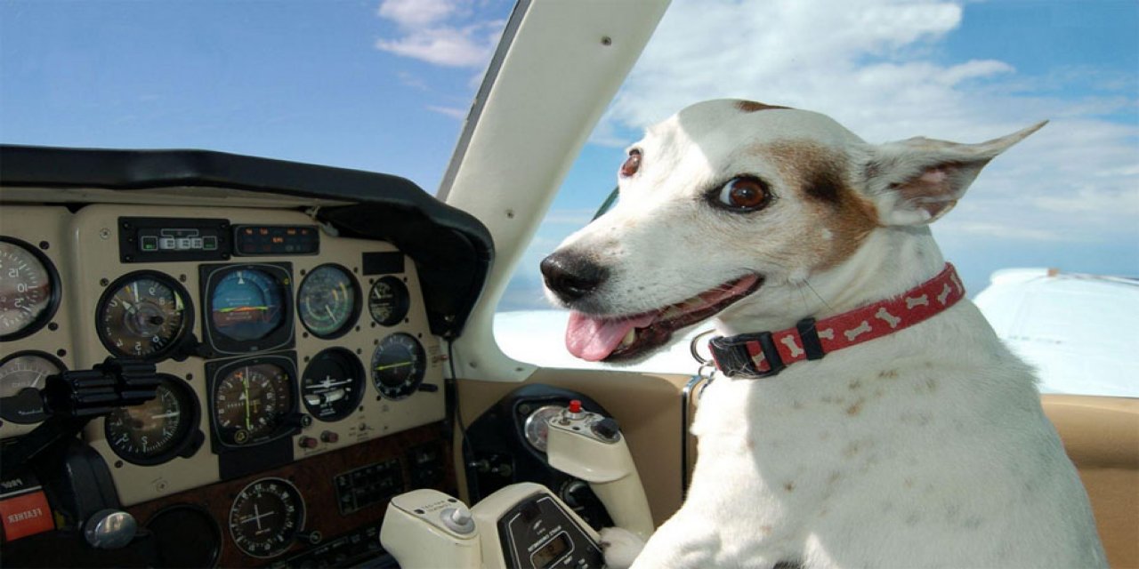 Uçakla Seyahat Ederken Gizemli Köpek Havlaması Sesi Nereden Geliyor?