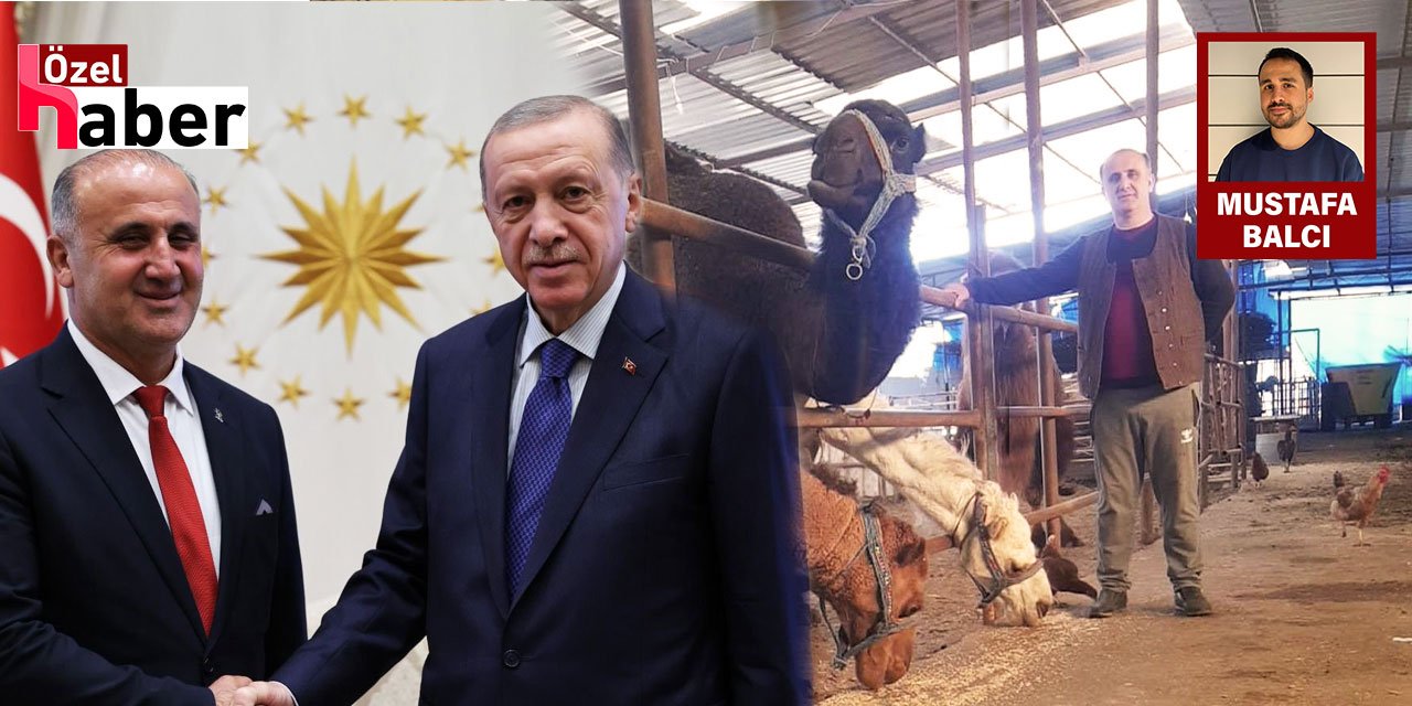 Bahçedeki Otları Yoldurup Develerine Yedirdi: AKP'li Belediye Başkanına Hapis Cezası