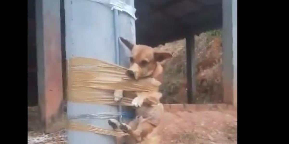 Havlayan Köpeğe Kızdı, Koli Bandıyla Elektrik Direğine Yapıştırdı