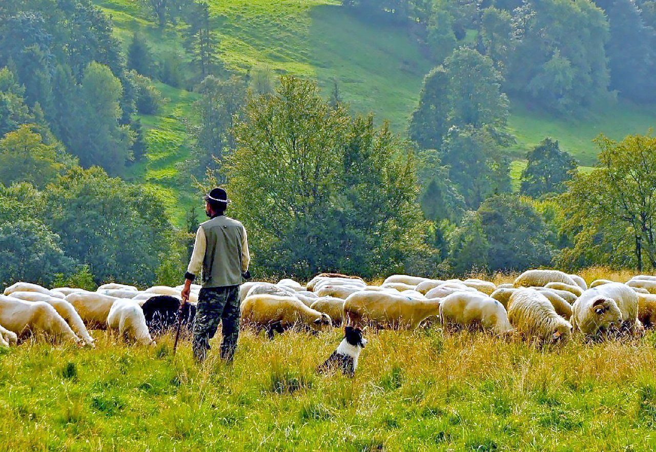 Diyarbakır Üniversitesi Sürü Yönetimi Sertifikalı Çoban Arıyor