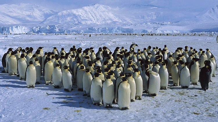 Yolunu kaybeden penguen, 2 bin 500 kilometre yüzerek Avustralya'ya vardı