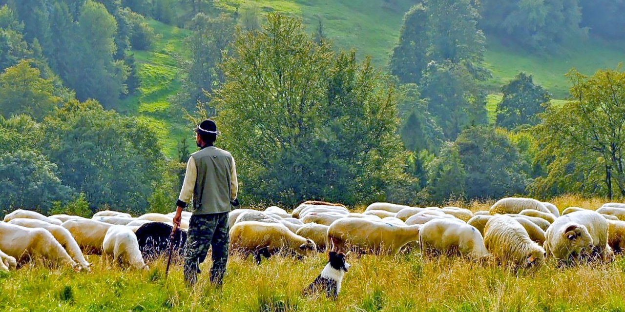 Çoban Bulamayınca İran'dan Getirdiler! Aylık Maaş 40 Bin TL