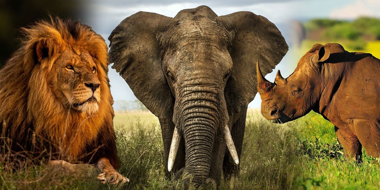 42 Aslan, 20 Fil ve 4 Gergedan Öldürdü! Adamın Başka Suçları da Ortaya Çıktı